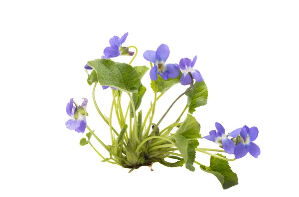 Forest Violet Flowers Isolated White Background — Stock Photo, Image