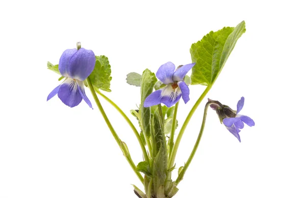 Flores Violeta Floresta Isolada Fundo Branco — Fotografia de Stock