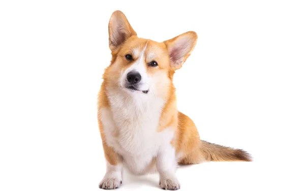 Corgi Welsh Pembroke Απομονωμένο Λευκό Φόντο — Φωτογραφία Αρχείου