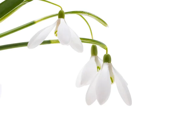 Flores Primavera Snowdrop Isolado Fundo Branco — Fotografia de Stock