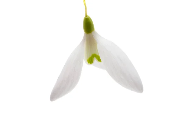Spring Flowers Snowdrop Isolated White Background — Stock Photo, Image