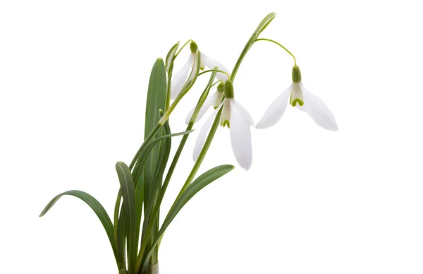 Kevään Kukat Lumikello Eristetty Valkoisella Pohjalla — kuvapankkivalokuva