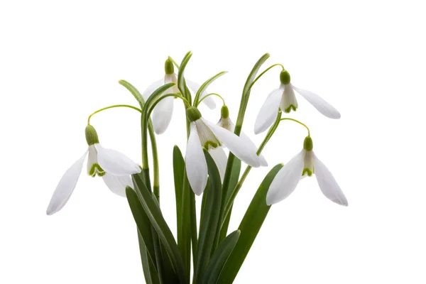 Flores Primavera Snowdrop Isolado Fundo Branco — Fotografia de Stock