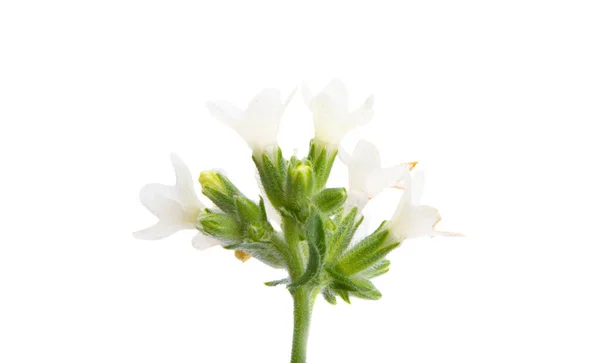 Louka Bílé Květy Izolované Bílém Pozadí — Stock fotografie