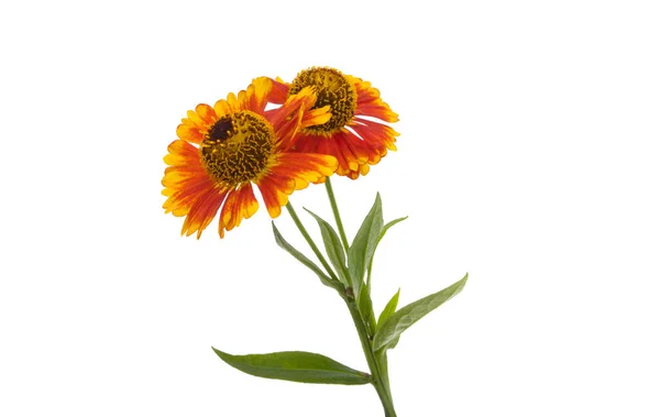 Helenium Blomma Isolerad Vit Bakgrund — Stockfoto