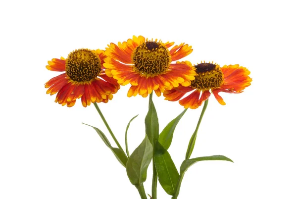 Fiore Helenium Isolato Sfondo Bianco — Foto Stock