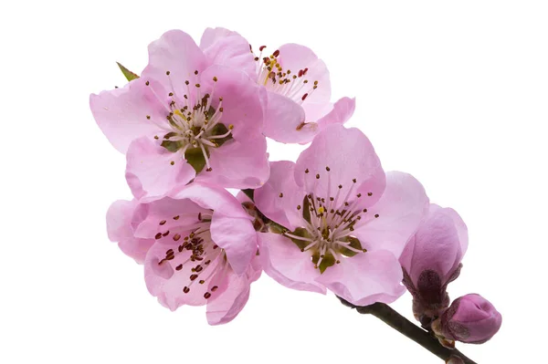白地に孤立した桜の花 ロイヤリティフリーのストック写真