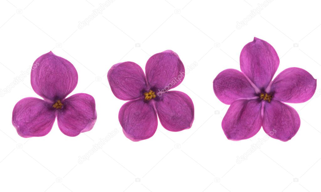 lilac flower closeup isolated on white background 