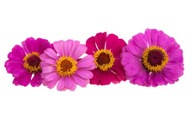 Beyaz arkaplanda izole edilmiş zinnia çiçeği