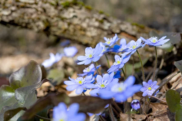 Spring Blue Nobilis Flowers Forest — Stock Photo, Image
