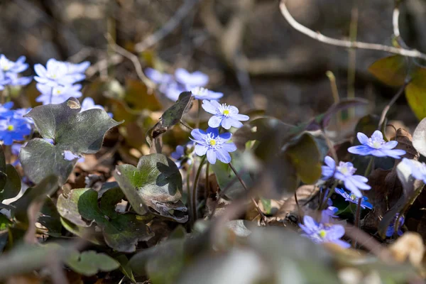 Vår Blå Nobilis Blommor Skogen — Stockfoto