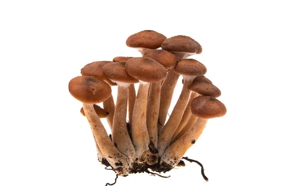 Funghi Miele Isolati Sfondo Bianco — Foto Stock