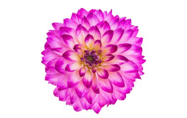 Beyaz arka plan üzerinde izole güzel dahlia çiçeği