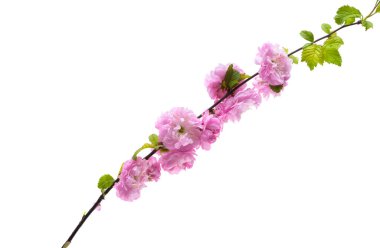 Beyaz arka plan üzerinde izole pembe badem çiçekler 