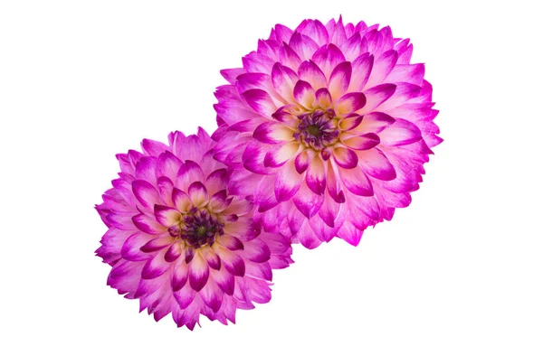 Beyaz Arka Plan Üzerinde Izole Güzel Dahlia Çiçeği — Stok fotoğraf