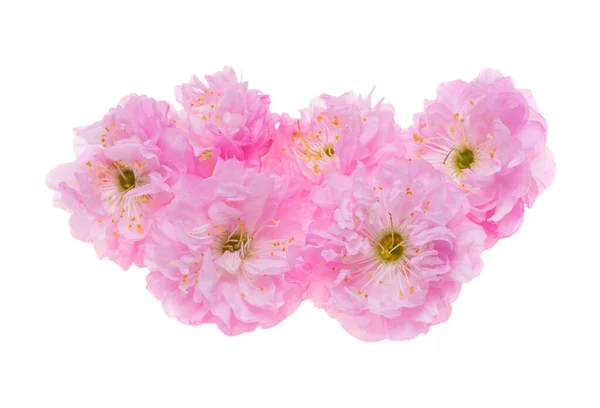 Rosa Mandelblüten Isoliert Auf Weißem Hintergrund — Stockfoto
