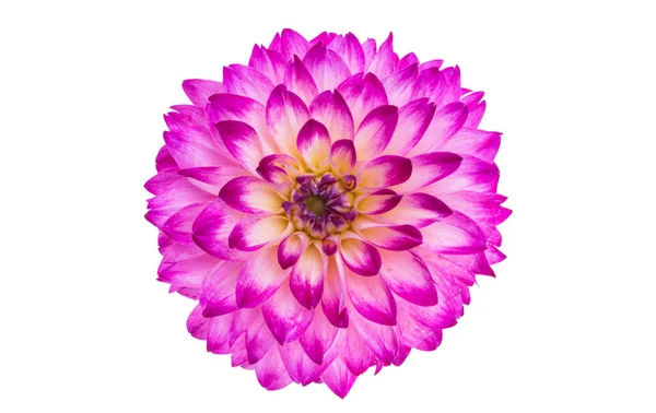 Красивый Цветок Георгины Белом Фоне — стоковое фото
