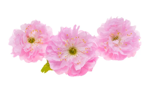 Rosa Mandelblüten Isoliert Auf Weißem Hintergrund — Stockfoto
