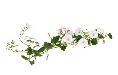 alan bağdaştırıcı otu beyaz arkaplanda izole 