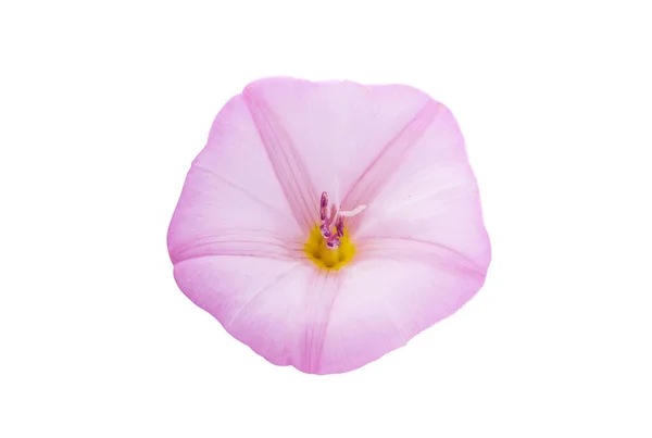 Campo Bindweed Aislado Sobre Fondo Blanco — Foto de Stock