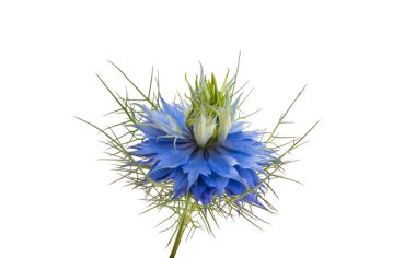Nigella çiçeği beyaz arkaplanda izole edilmiş