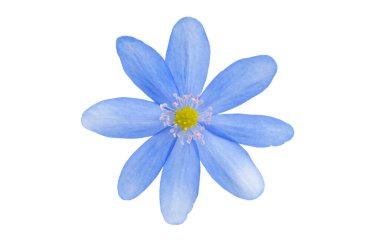 Mantarı nobilis beyaz zemin üzerinde. Bahar çiçekleri.