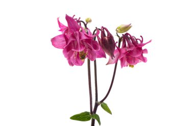 Aquilegia beyaz arkaplanda izole edildi 