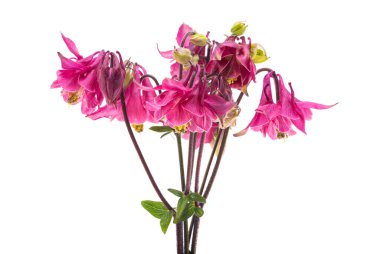 Aquilegia beyaz arkaplanda izole edildi 