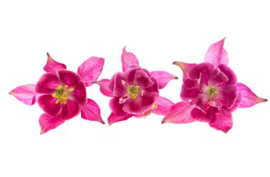 Aquilegia beyaz arkaplanda izole edildi 