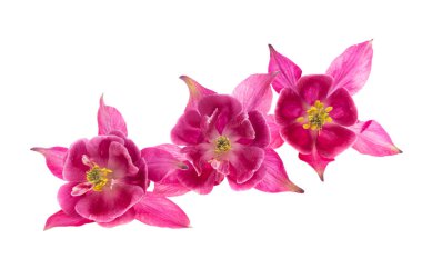 Aquilegia beyaz arkaplanda izole edildi 