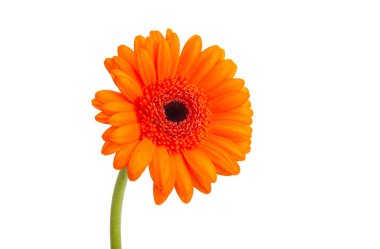 Gerbera çiçekleri beyaz arkaplanda izole edilmiş 