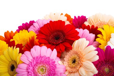 Gerbera çiçekleri beyaz arkaplanda izole edilmiş 