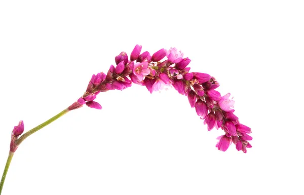 Flor Del Prado Aislada Sobre Fondo Blanco — Foto de Stock