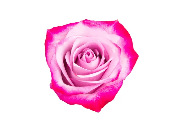 Růžová Růže Izolované Bílém Pozadí — Stock fotografie