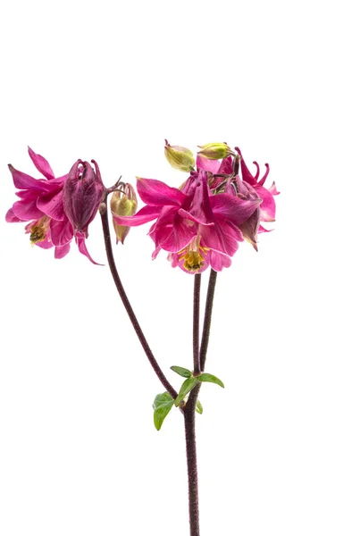 Aquilegia Izolované Bílém Pozadí — Stock fotografie