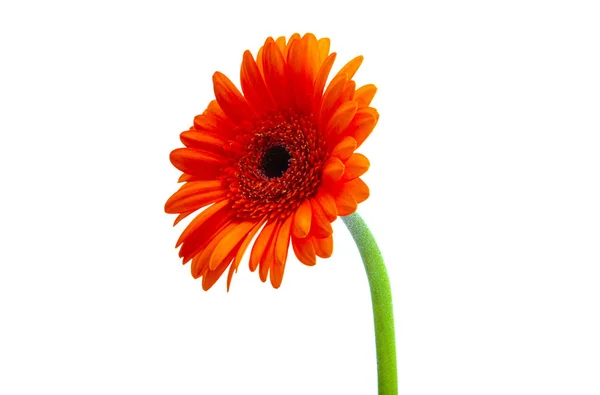 Gerbera Blommor Isolerad Vit Bakgrund — Stockfoto