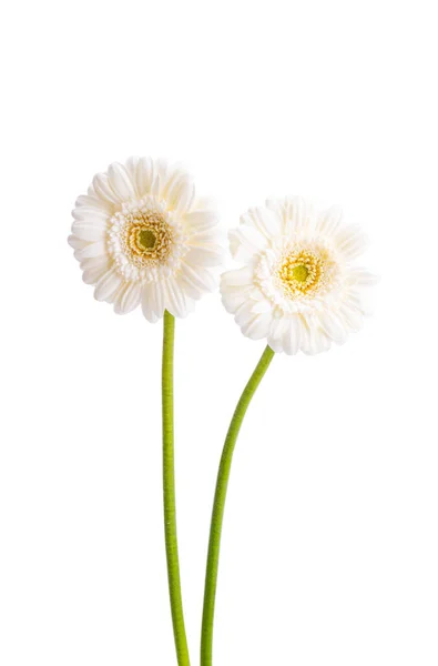 Gerbera Fleurs Isolées Sur Fond Blanc — Photo