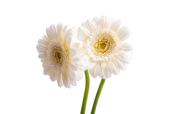 Gerbera Fleurs Isolées Sur Fond Blanc — Photo