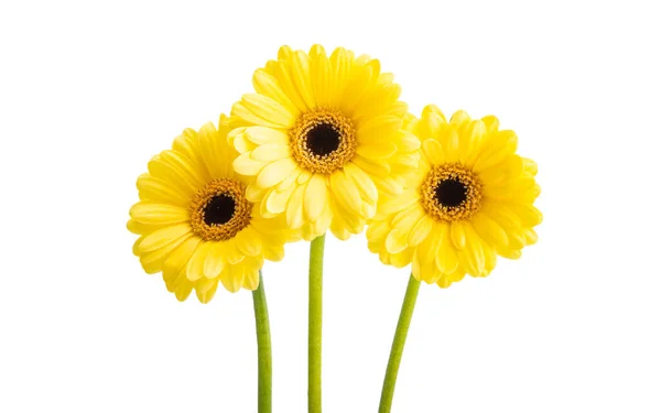 Gerbera Fleurs Isolées Sur Fond Blanc — Photo