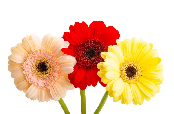 Gerbera Bloemen Geïsoleerd Witte Achtergrond — Stockfoto