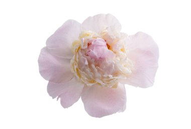 beyaz arkaplanda yalıtılmış şakayık çiçeği