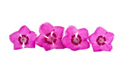 perennial carnation flower isolated on white background  clipart