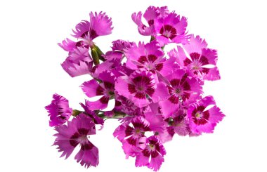 Uzun ömürlü karanfil çiçeği beyaz arkaplanda izole edilmiş. 