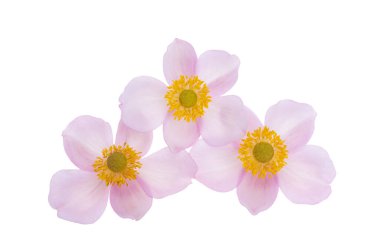 Anemone çiçeği beyaz arkaplanda izole edildi 