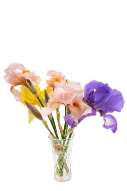 Beyaz arka planda izole edilmiş güzel iris çiçeği 