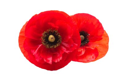 Beyaz arka planda izole edilmiş güzel gelincik çiçeği.