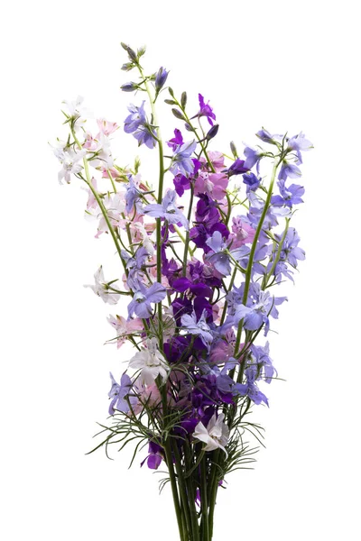 Buquê Flores Delphinium Isolado Fundo Branco — Fotografia de Stock