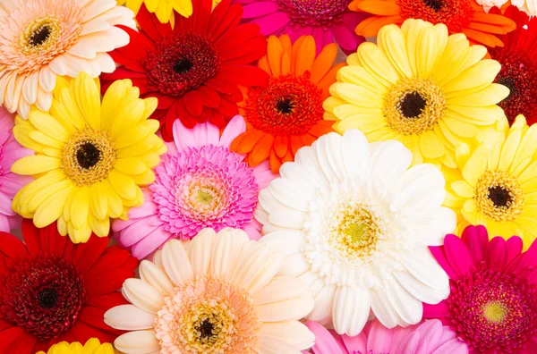 Background Colored Beautiful Gerberas — Stock Photo, Image