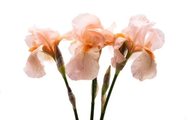 Mooie Irisbloem Geïsoleerd Witte Achtergrond — Stockfoto