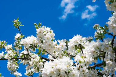 Güneşli bir çiçek açan elma ağacı 